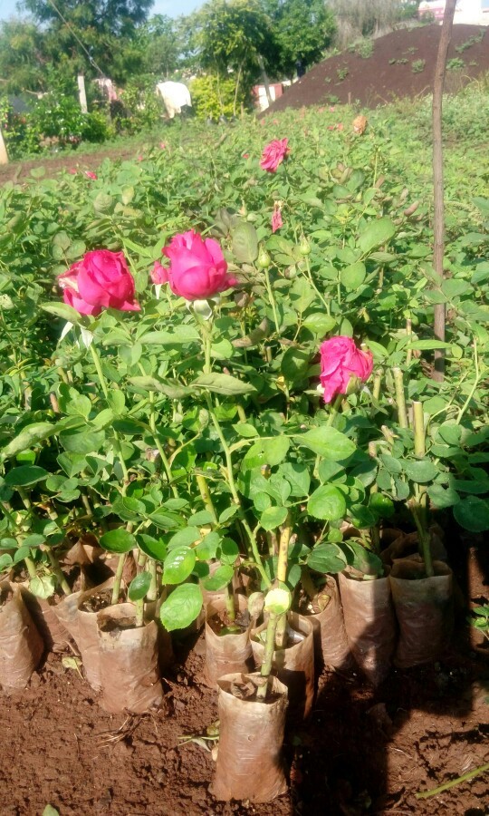 ENGLISH ROSE